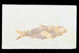 Detailed Fossil Fish (Knightia) - Wyoming #173749-1